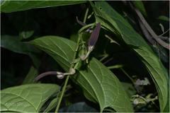 Aristolochia tagala